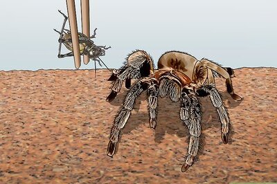 How to Breed Tarantulas