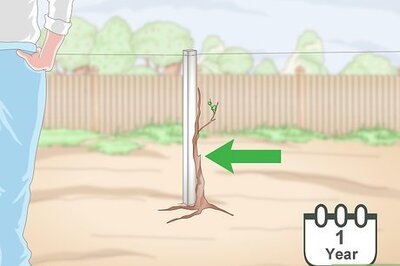 How to Train Grape Vines