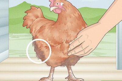 How to Bathe a Chicken