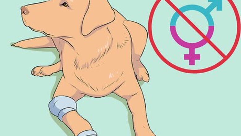 How to Breed Labradors