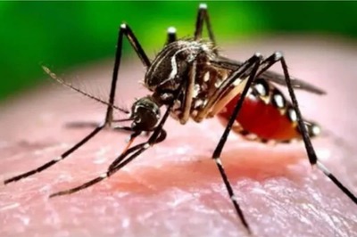 Youth Dies Due to Dengue in Kolkata, Panic Spreads