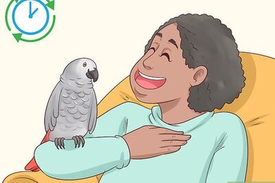 How to Entertain an African Grey Parrot