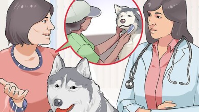 How to Find a Good Dog Groomer