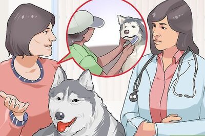 How to Find a Good Dog Groomer