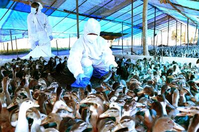 Bird Flu Confirmed In Delhi, 9,000 Birds to be Culled in Maharashtra's Parbhani
