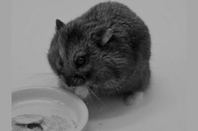 Hamster Who Got ‘Richer’ Than Warren Buffett In Crypto-Trading Dies