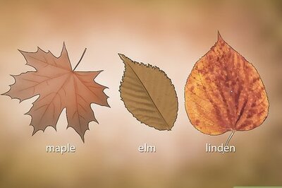 A Complete Guide to Creating Leaf Compost