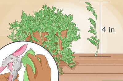 Propagate a String of Bananas Plant in Water or Soil