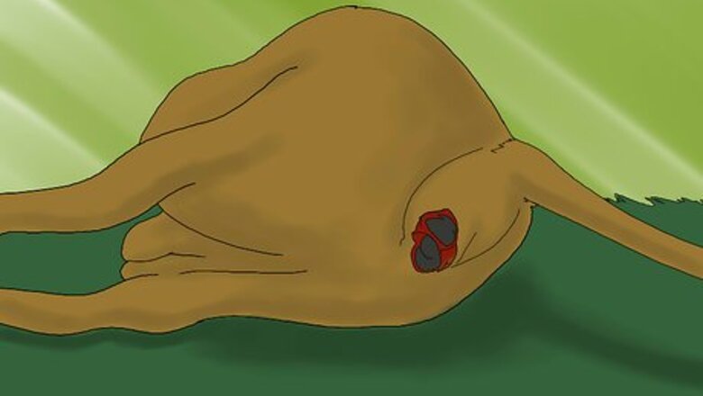 How to Observe the Birth of a Calf
