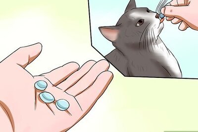 How to Train Your Cat to Come to You