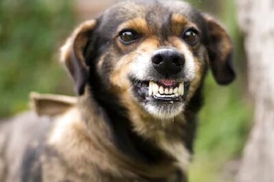 12-Year-Old Boy Mauled to Death By Stray Dogs in Saharanpur