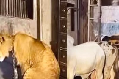 Video Of Lane With Buffalo, Camel And Lion Tied To Chains Alongside A Mustang Shocks Internet