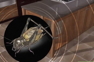 How to Catch a Cricket Inside a Building