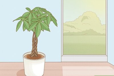 Lucky Money Tree: Proper Care from Soil to Watering