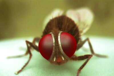 'Eega' soon in Hindi, says director SS Rajamouli