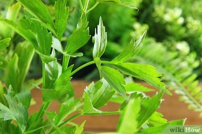 How to Dry Herbs in the Oven