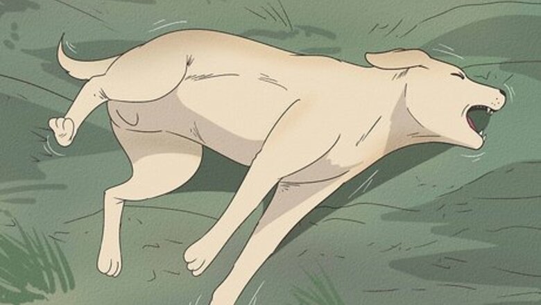 How to Tell if Your Dog Is Having a Medical Emergency
