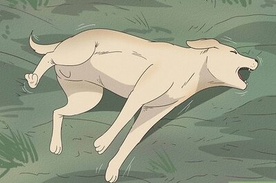 How to Tell if Your Dog Is Having a Medical Emergency