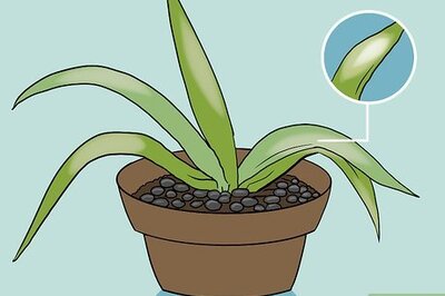 How to Revive a Dying Aloe Vera Plant