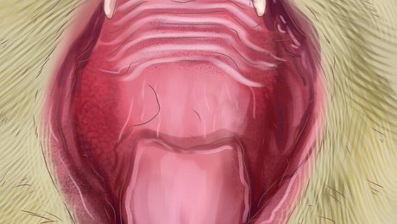 How to Diagnose and Treat Salivary Cysts in Cats