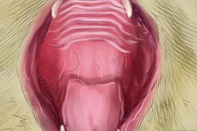 How to Diagnose and Treat Salivary Cysts in Cats