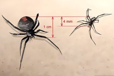 How to Identify a Redback Spider
