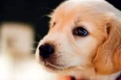 Things To Take Care Of When Your Pet Experiences Multiple Seizures