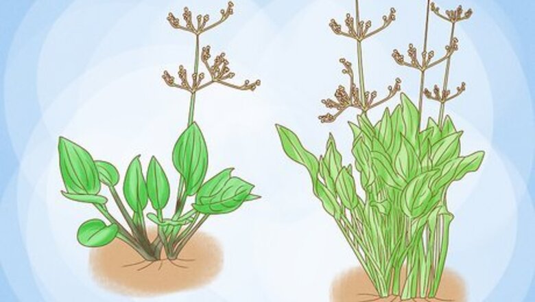 How to Harvest Plantain Leaves