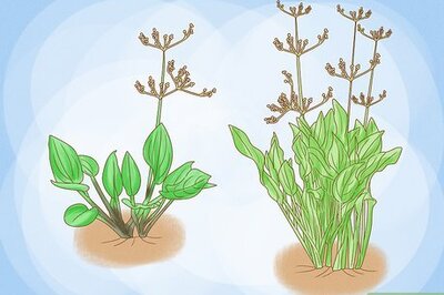 How to Harvest Plantain Leaves