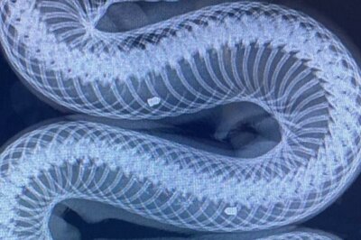 In Mangaluru, Python With 11 Air Gun Pellets Found Entangled In Net; Rescued