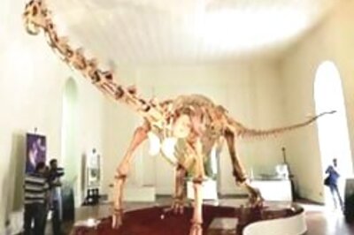 Fossils of new dinosaur species found