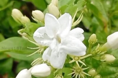In Tamil Nadu, This Farmer Earns Rs 50,000 Per Month From Jasmine Cultivation