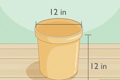 Growing Ginger at Home: Easy Care Instructions, Plus How To Harvest