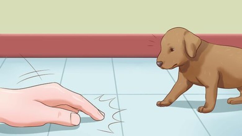 How to Train a Deaf Puppy