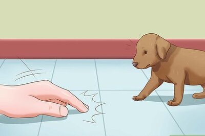 How to Train a Deaf Puppy