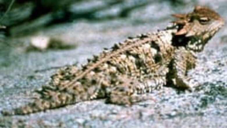 For this man, reptiles are staple diet