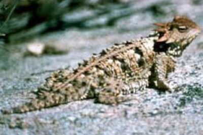 For this man, reptiles are staple diet