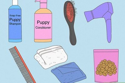 How to Bathe a Shih Tzu Puppy at Home: Washing & Grooming Guide