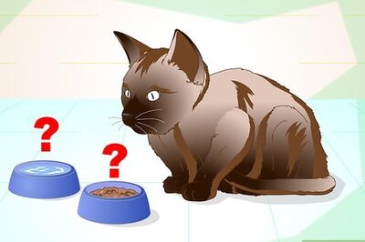 How to Help a Cat with a Broken Shoulder