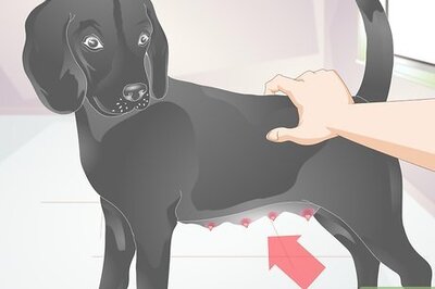 How to Diagnose Mastitis in Dogs