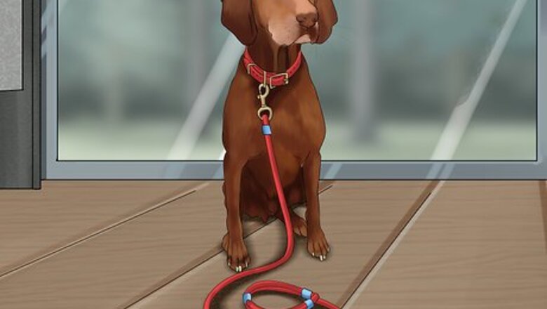 How to Improvise a Dog Lead