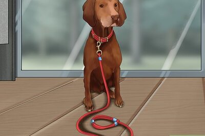 How to Improvise a Dog Lead