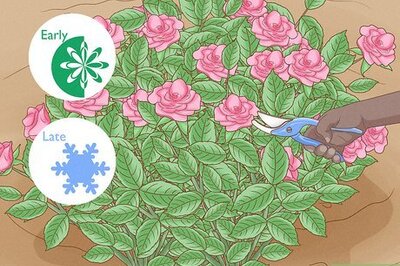 How to Prune Shrub Roses