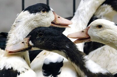 Avian Flu: Samples Test Positive, Over 1.6 Lakh Birds to Be Culled in Haryana's Panchkula