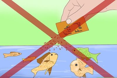 How to Get Rid of Snails in an Aquarium