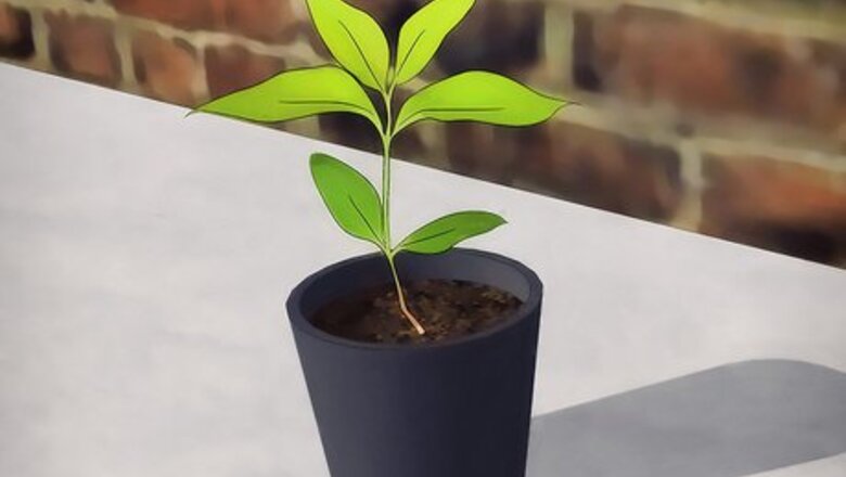 How to Grow Flowering Dogwood