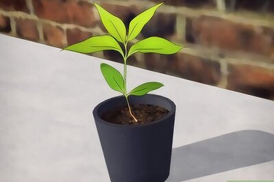 How to Grow Flowering Dogwood