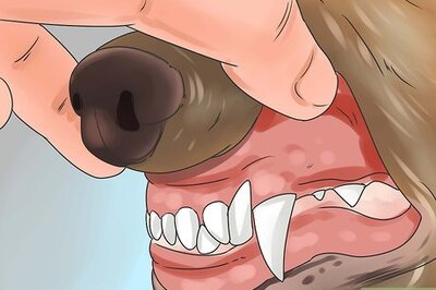 How to Recognize Poisoning in Dogs