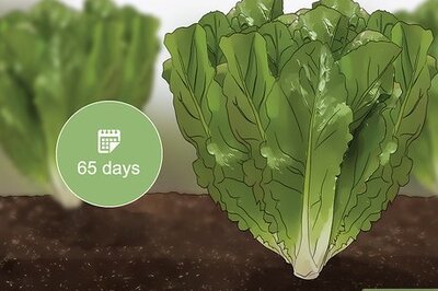 How to Harvest Romaine Lettuce