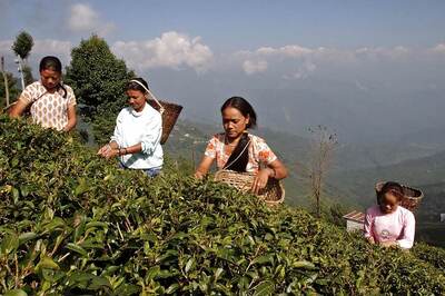 Gorkha Body Appeals for 20% Bonus to Darjeeling Tea Workers in West Bengal